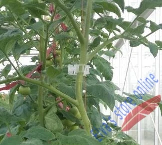 Зажим для растений пластиковый зажим для томатов крепеж растений лозы томатов для выращивания цветов, овощей зажим для сельского хозяйства