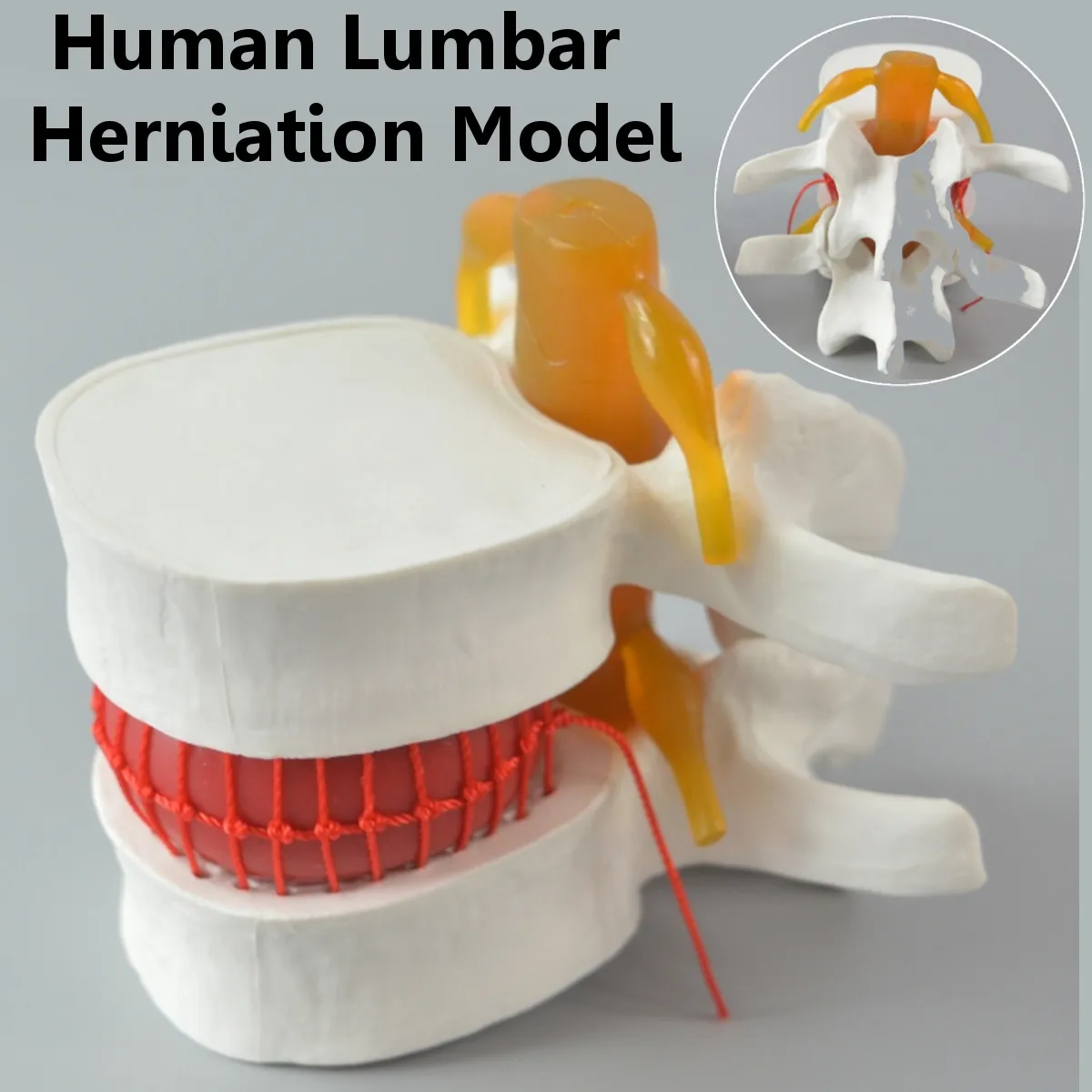 Человеческий анатомический Скелет спина поясница дисковая грыжа обучающая модель мозговой череп травматический пистолет школьные принадлежности медицинский инструмент