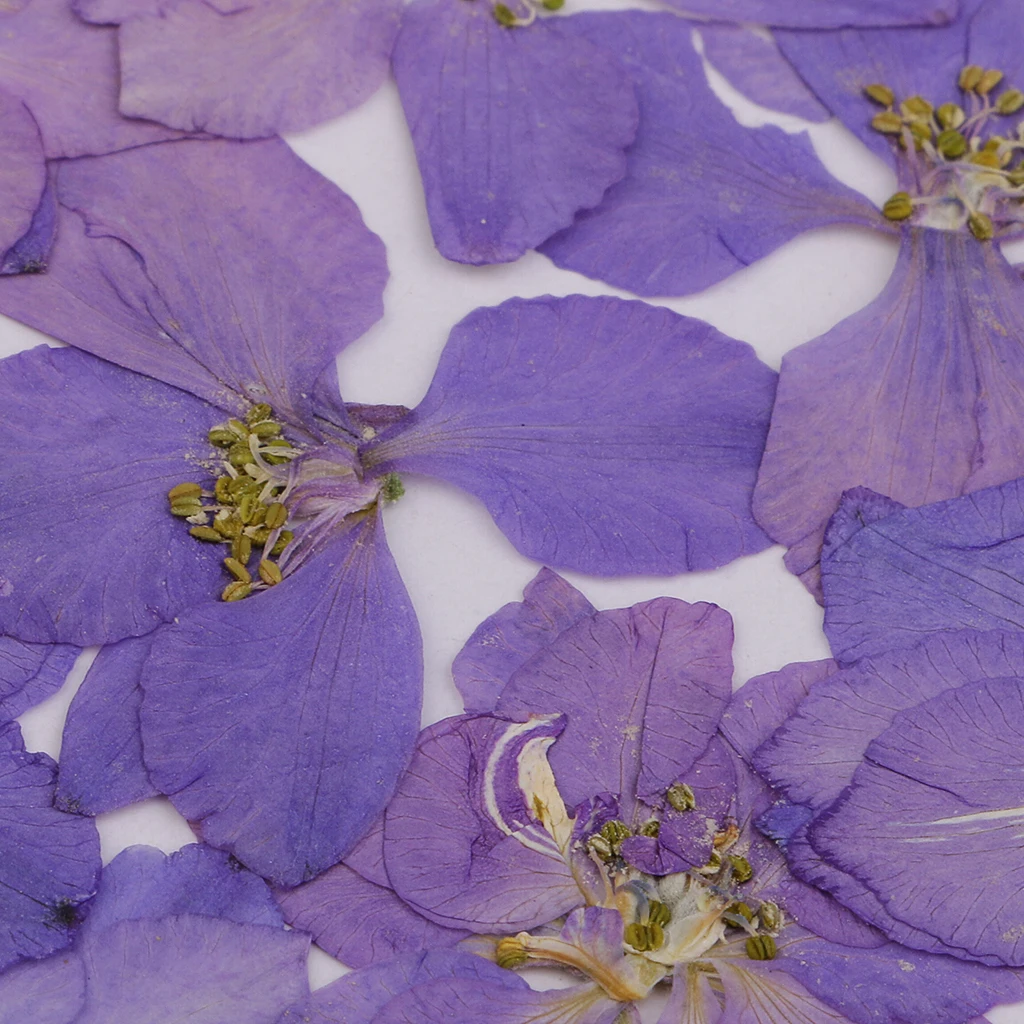 12 Pieces Pressed Dried Real Flower Larkspur for Bookmark Card Making and Resin Casting Handmade Scarpbooking Craft 