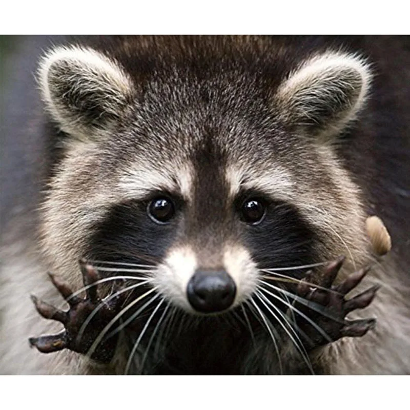 

5D DIY diamond painting animal cute brown raccoon full drill square round diamond embroidery cross stitch rhinestone mosaic