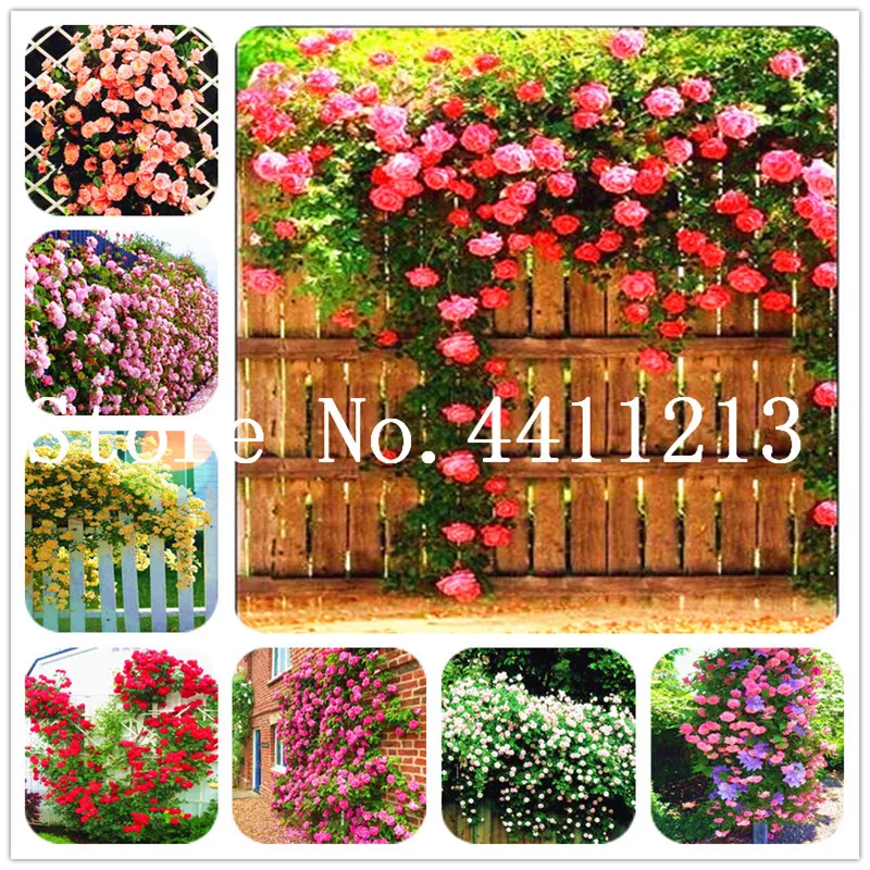 

Cheap 100 Pcs Rose Bonsai,Thailand Climbing Rose Tree Rare Flower Multi-color Selection Bonsai Potted Plant for Home Garden
