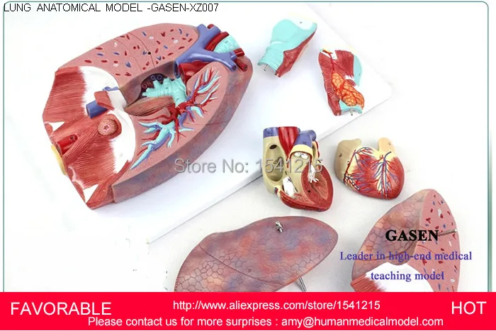 

PATHOLOGY LUNG MODEL, DEPARTMENT OF INTERNAL MEDICINE MODEL,PULMONARY ANATOMY,PULMONARY ANATOMIC MODEL-GASEN-XZ007