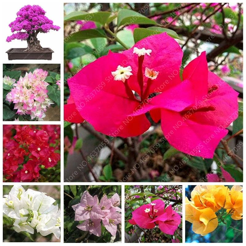 100 Pcs/Bag Colorful Bougainvillea Plant Perennial Bougainvillea Spectabilis Willd Planta Garden Bonsai Flower Pot Plant