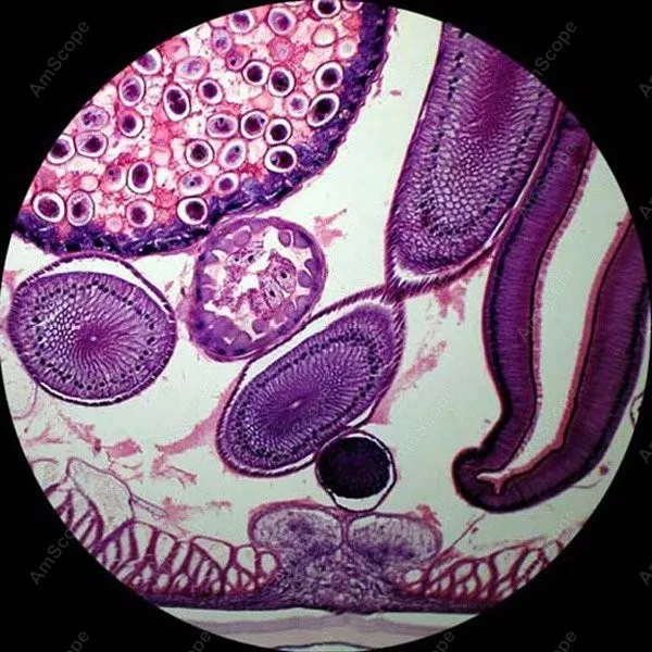 Тринокулярная лампа AmScope светодиодсветодиодный тринокулярная модель 40X 2000X|microscope