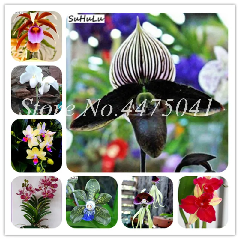 

200 Pcs Rare Japanese Monkey Face Orchid Bonsai Diy Home Garden Plants Pot Bonsai Flowers Man Orchid Multiple Varieties 22 Color