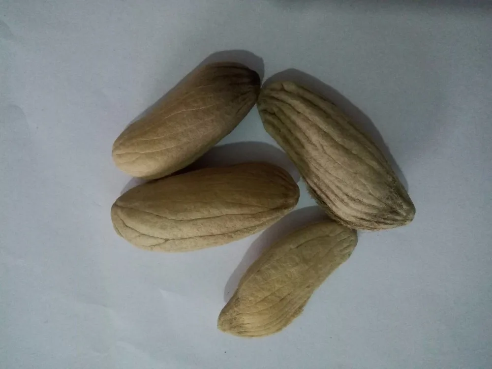 Best Mango Seeds Best Seeds Online Free Shipping Worldwide