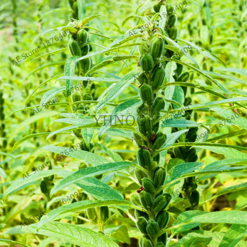 Горячая распродажа! 100 кунжутный сад Аромат листьев кунжута arugula четыре сезона растение, редкие растительные бонсай Планты цветы комната