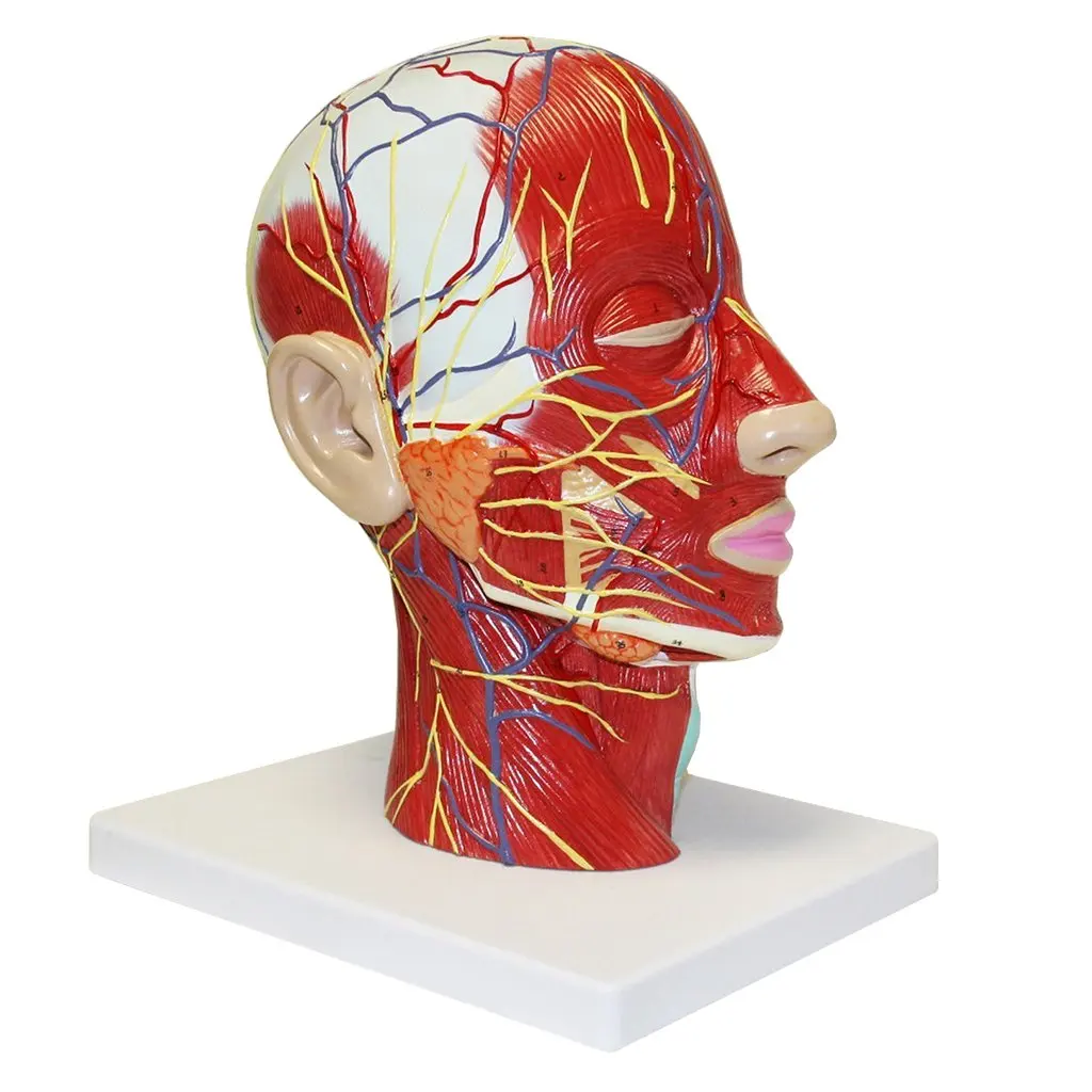 

1: 1 Human Head Neck Muscle Nerve Model Medical Anatomical Model for School Teaching Tool Learning Display Lab Supplies