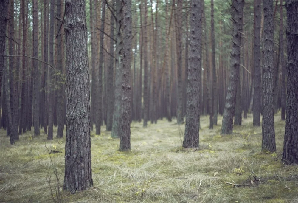 Laeacco осенний лес деревья пастбищ фотографии Фоны индивидуальные фотографические
