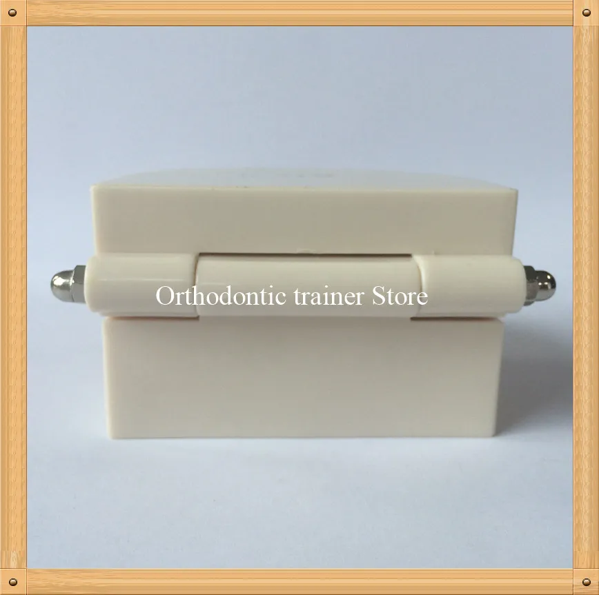 Orthodontic teeth model-6
