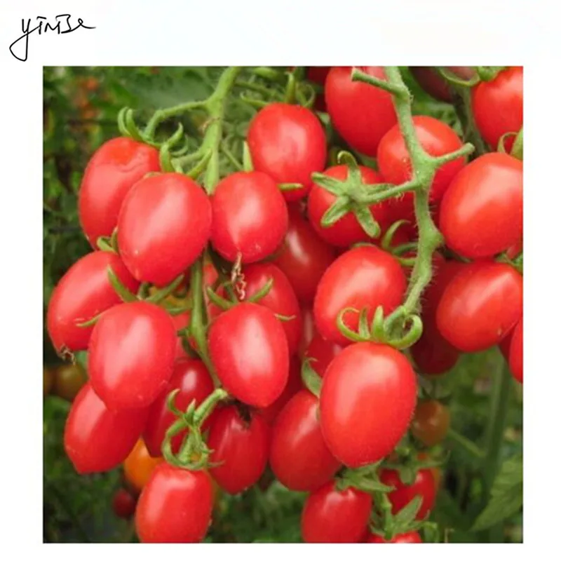 

100pcs/lot tomato Fruit Bonsai Flower DIY Garden Pots Flowers Plants For Home Decorations Bonsai Planting Planters Bonsai Pot