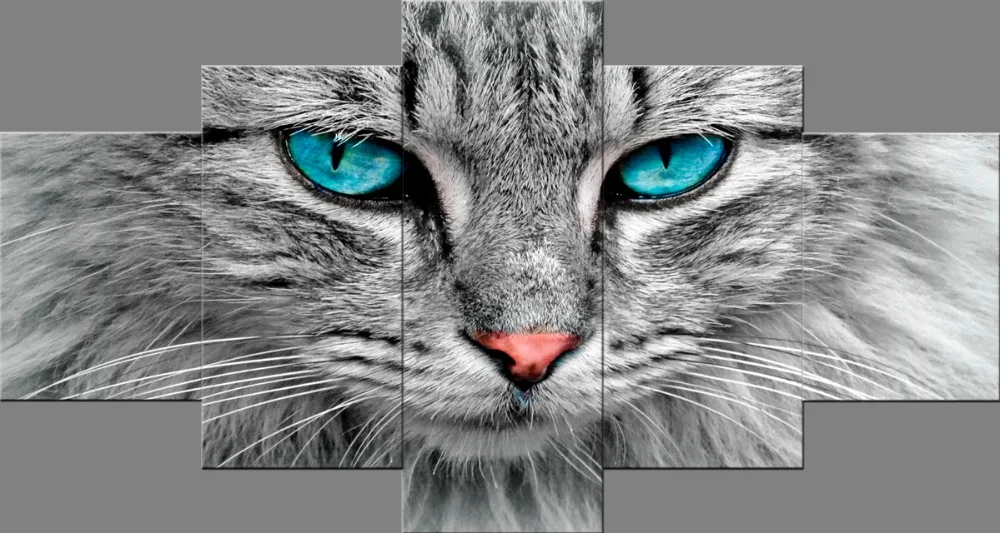 cat-animal-30-40=2-30-60=2-30-80=1_01
