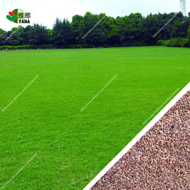 

200pcs/bag zoysia grass seeds Beautiful outdoor plant DIY home grass garden