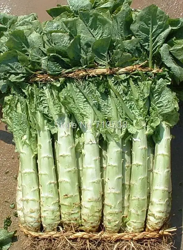 

lettuce Vegetable bonsais / 1 Lot 100 bonsais