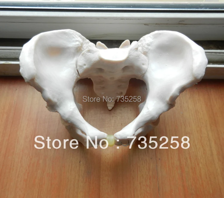 Adult Female Pelvis Natural big female pelvic model-in Medical Science