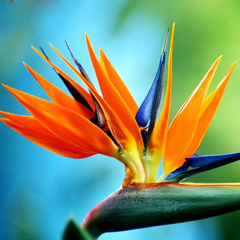 Oiseau De Paradis De Fleurs Graines Graines Strelitzia