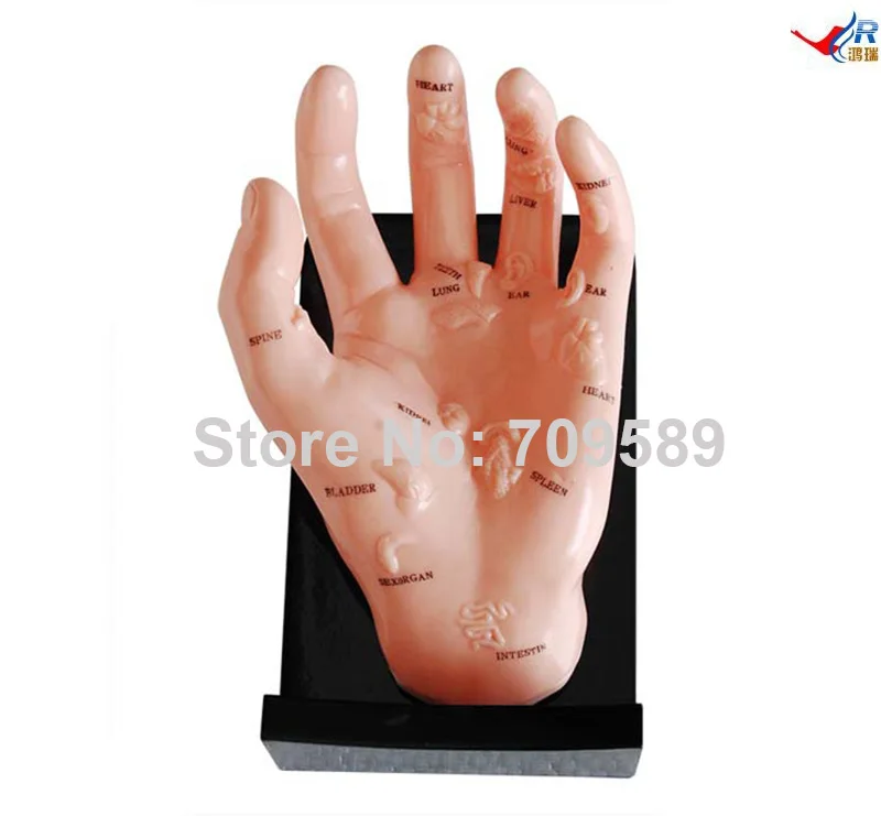 Hand Model Illustrating Organs on the AliExpress