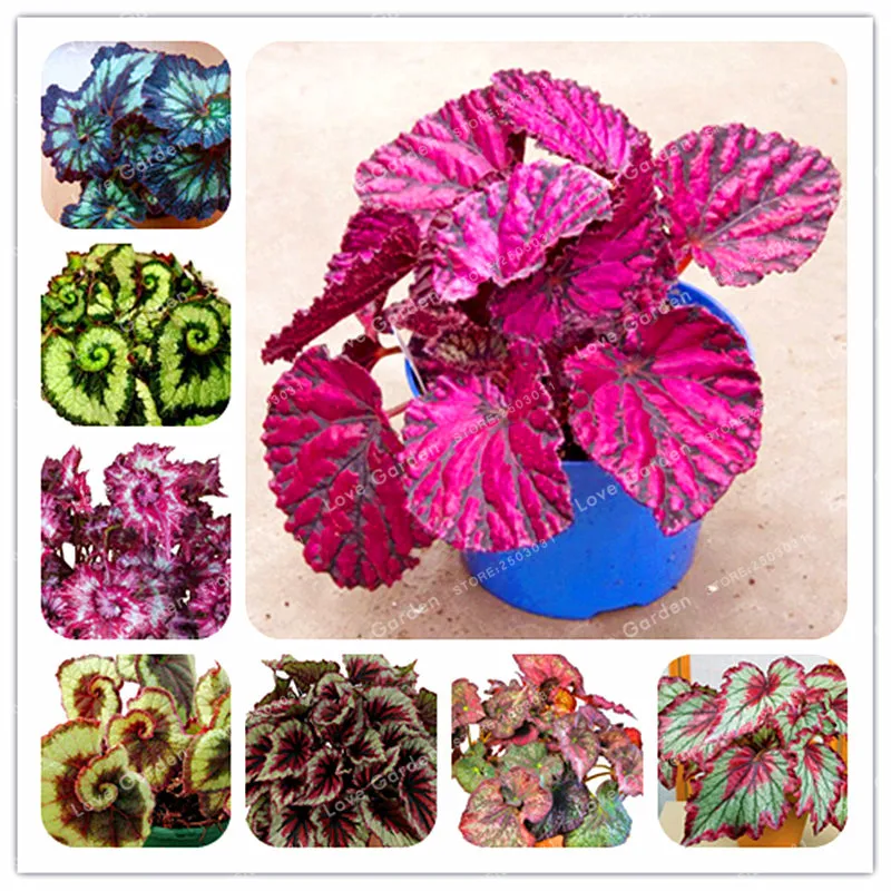 

Unique 24 Colors Begonia Flower Bonsai Courtyard Balcony Coleus Potted Flower plant Variety Complete The Budding Rate 95% 100PCS