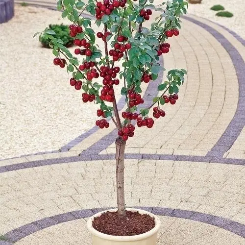 

Cherry Tree MIGHTY MIDGET Large Sweet Cherries GMO FREE