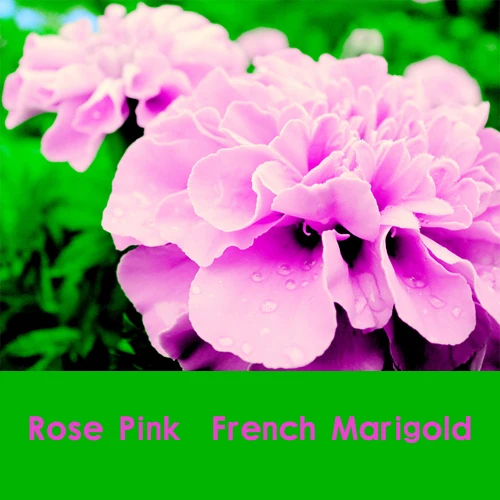 

2016 new 200 pcs 100% Real Rose Pink Color French Marigold (Tagetes ), freeshipping , beautiful home garden flower easy