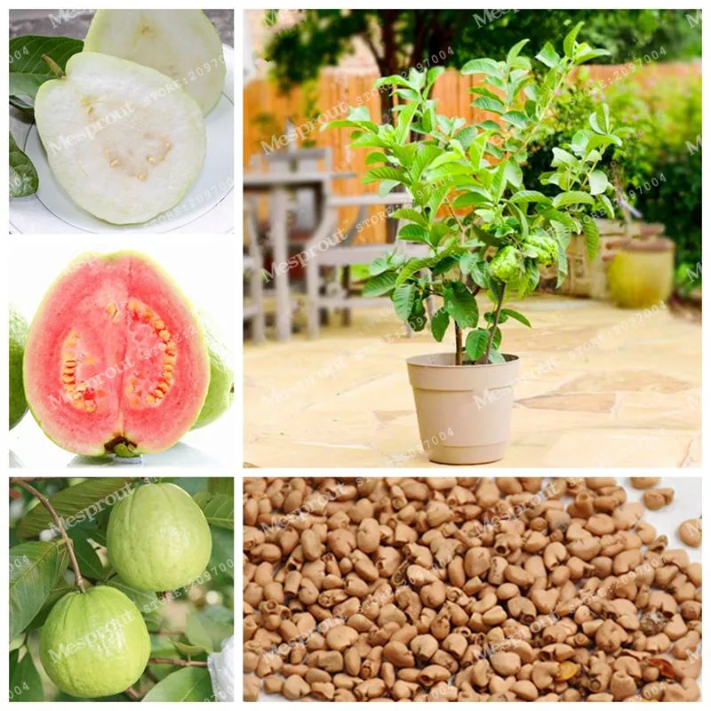 

100 Pcs/Bag Guava Bonsai Delicious Tropical Fruit Bonsai Potted Non Transgenic Plants Bonsai Fruit Tree For Home Garden Plant