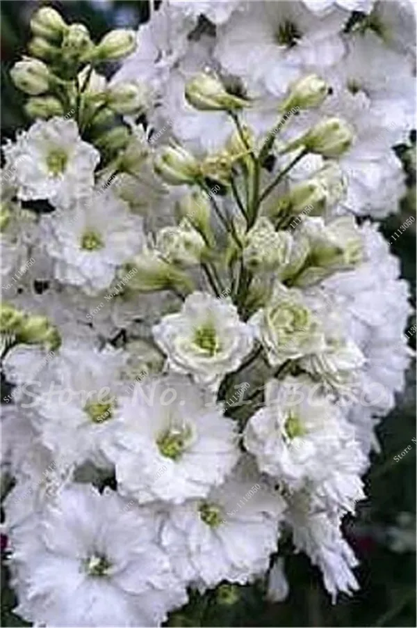 Delphinium Double Innocence