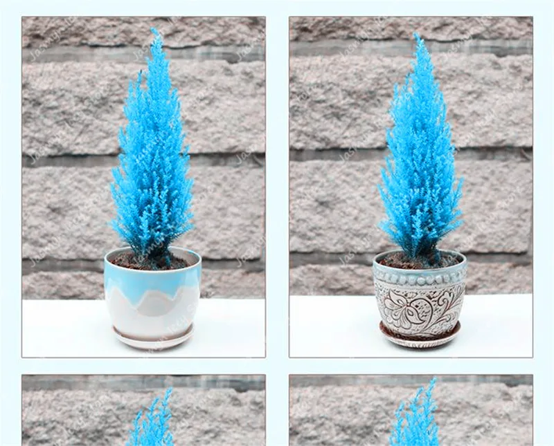 50 Pcs Mini Blue Cypress Semo Rare Japanese Cypress Bonsai Plants Perennial Ornamental Potted Tree for Home Garden Decoration