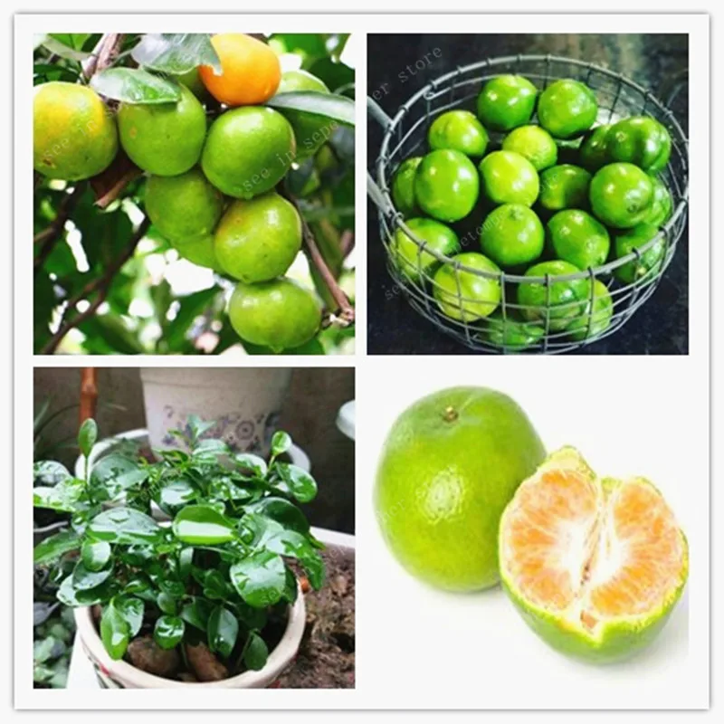 

30PCS Bonsai Orange Potted Edible Tangerine Citrus Fruit Dwarf Orange Tree Indoors Outdoors Plant For Home Garden plants