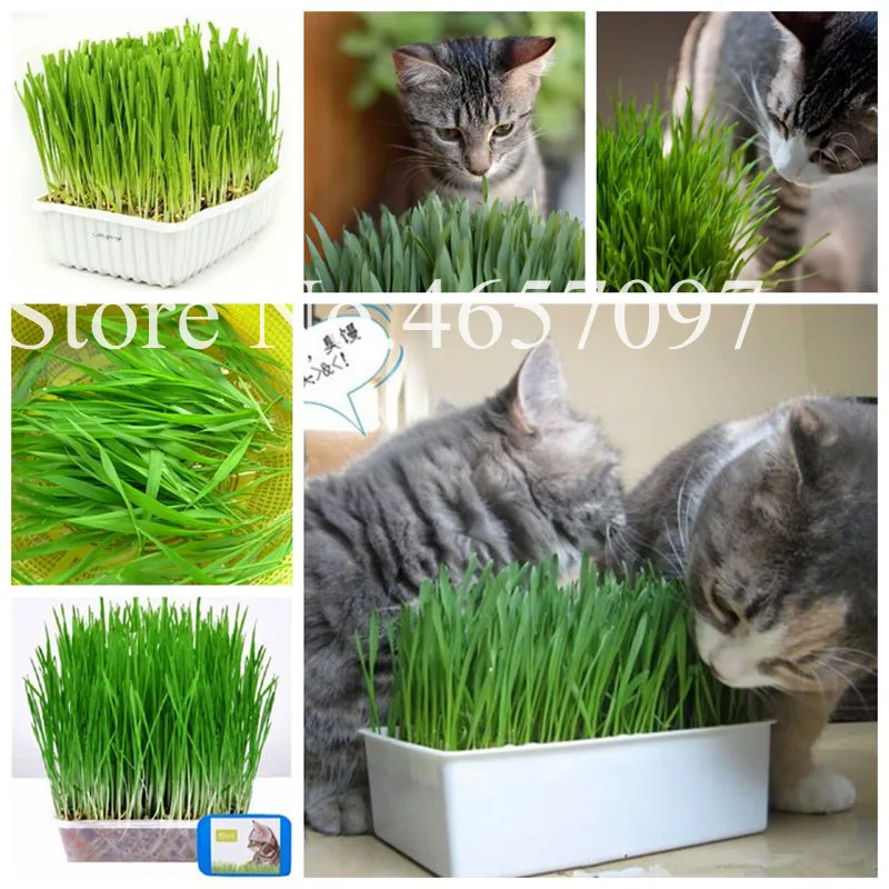 1000 Pcs Cat Grass Plant Herb Edible Lemongrass Kitchen Vegetable Bonsai Medicinal Use graines legumes potager DIY Home garden 1000 Pcs Cat Grass Plant Herb Edible Lemongrass Kitchen Vegetable Bonsai Medicinal Use graines legumes potager DIY Home garden