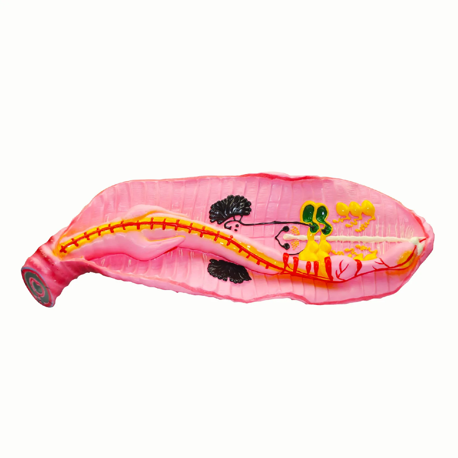 

Earthworm Anatomical Model High School Biological Model Demo Props of Medical Anatomy Educational Equipment Supplier