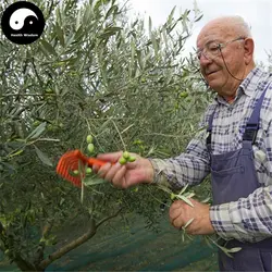 Купить Olea Europaea дерево Semente 12 шт. завод оливки дерево для Olivaris фрукты Ган Lan