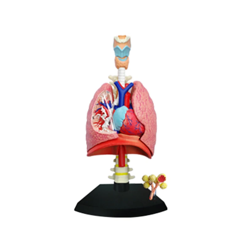 4D легкая интеллектуальная сборная игрушка человеческий орган анатомическая модель медицинская обучающая DIY популярная научная техника