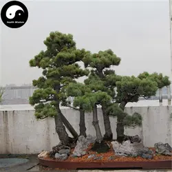 Купить настоящий Pinus Parviflora Aurea дерево Semente 240 шт. завод китайский Pinus Parviflora расти да Ray-Ban песня Пинастер