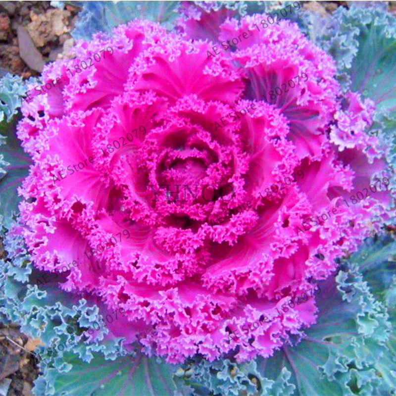 100 Pcs Cabbage Flowers Kale Plantas Organic Delicious Ornamental