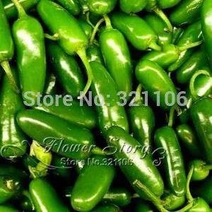 Free Shipping,100 Jalapeno Chile Pepper Fast Growing Diy Home Garden Bonsai Fruit Vegetable Plant, Most Popular Pepper Free Shipping,100 Jalapeno Chile Pepper Fast Growing Diy Home Garden Bonsai Fruit Vegetable Plant, Most Popular Pepper