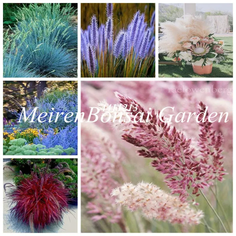 

200 Pcs Pampas Garss,Pampas bonsai,Indoor Bonsai Plant,Ornamental Plant Flowers Cortaderia Selloana Grass for Home Garden Decor