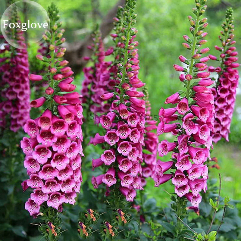 image gallery digitalis flowers image gallery digitalis flowers