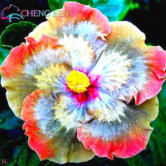 50 Particle bag Giant Hibiscus Flower Seeds Garden Home Perennial Potted Plants Flower happy farm Hibiscus