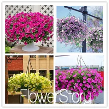 Лимонный ломтик Superbells calibachoa Petunia годовой Цветочный ЗАВОД, 100 растение в упаковке, 24 цвета на выбор,# WI1AJX