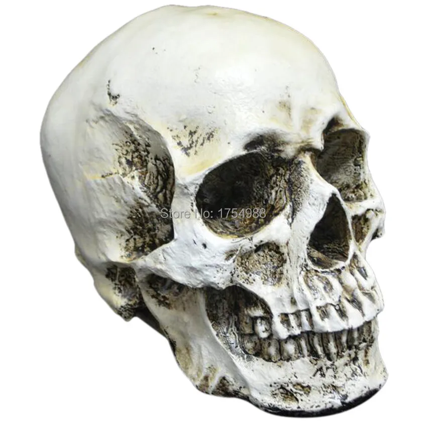 Resin Head Skull.jpg