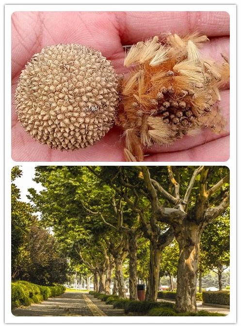 

2 Bulbs=100Pcs London Plane Tree Platanus Orientalis Fatong Oriental Street Tree Ornamental Landscaping Garden