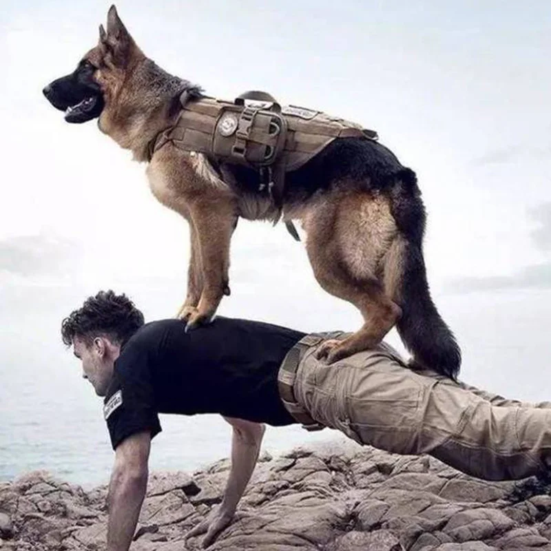 german shepherd military vest