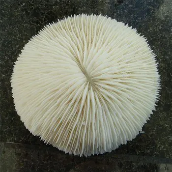 

New Rare Natural Mushroom Coral Beautiful Aquarium Fish Tank Ornaments Landscape Ocean Corals Decration Natural Conch Shells