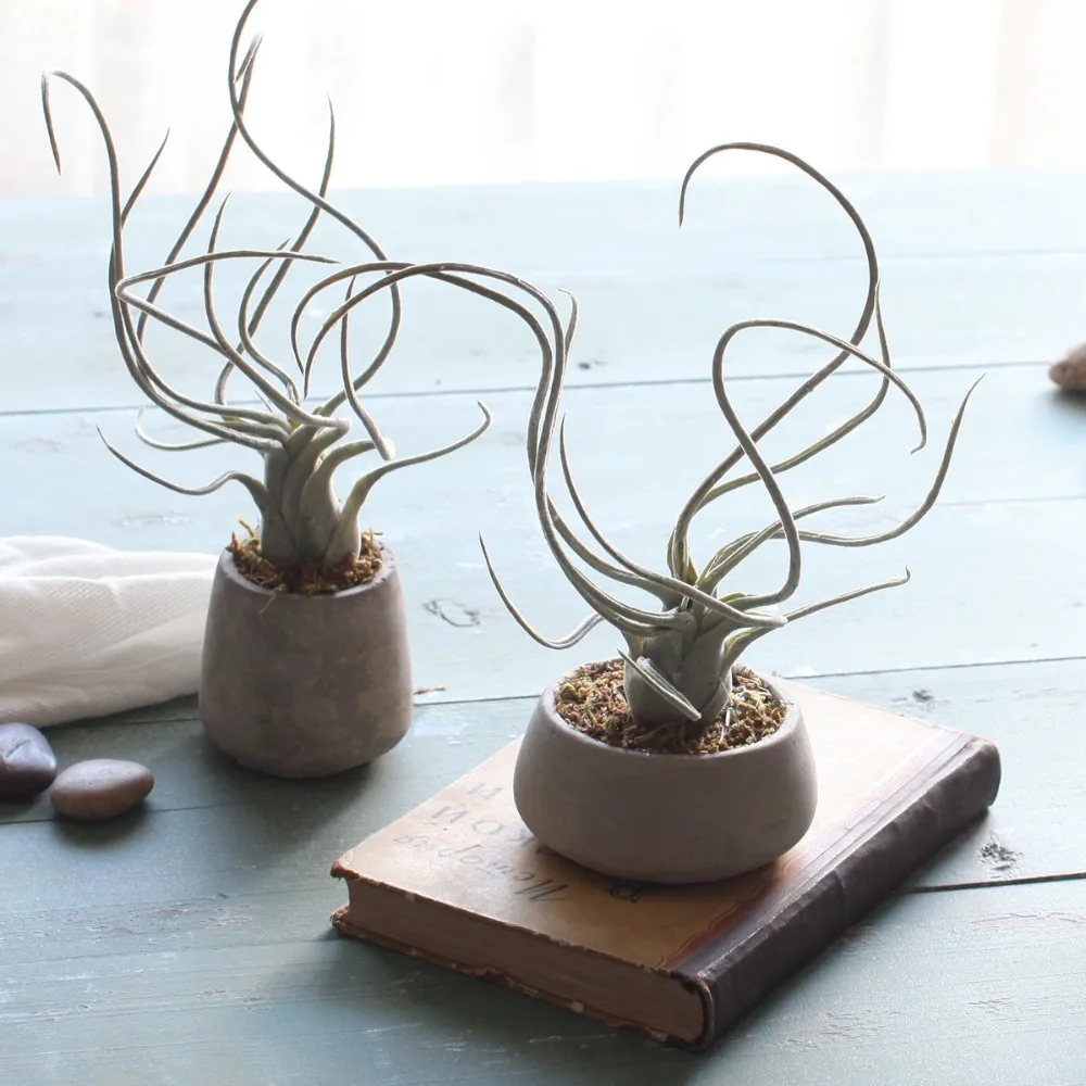 Bulbosa хлопок конфеты Детские Осьминог Искусственные Поддельные airplant тилландсия Capitata Steptophylla usneoid как настоящие растения суккулент