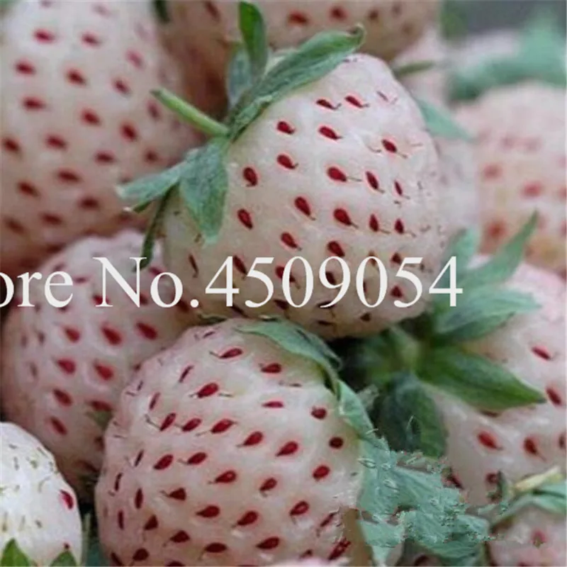 Bonsai 200 pcs Japanese Blue Strawberry Berry Sweet Fruit Indoor Outdoor Plant Strawberry Garden Multi-Color To Choose
