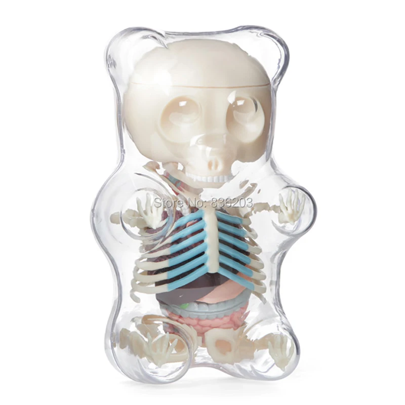Большой размер Golbe 4D master Gummi Bear мозговой череп позвоночник Анатомия череп анатомическая модель скелет мужские генитальные презервативы
