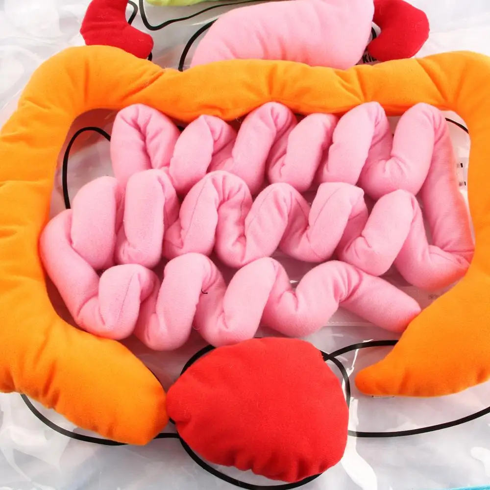  Montessori Toys Body Organ Apron Model juguetes Montessori Materials Educational Toys For Children  - 33052839533