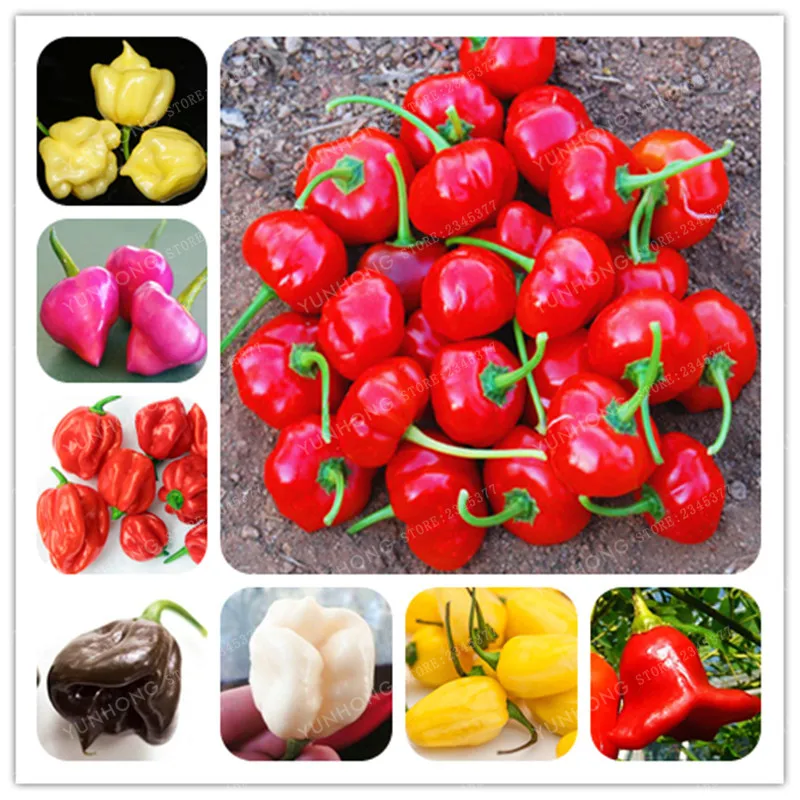 

100Pcs/Bag Chili bonsai Brazilian Hot Pepper plant Ubatuba Cambuci Capsicum Baccatum Organic bonsai Vegetables Outdoor Plant