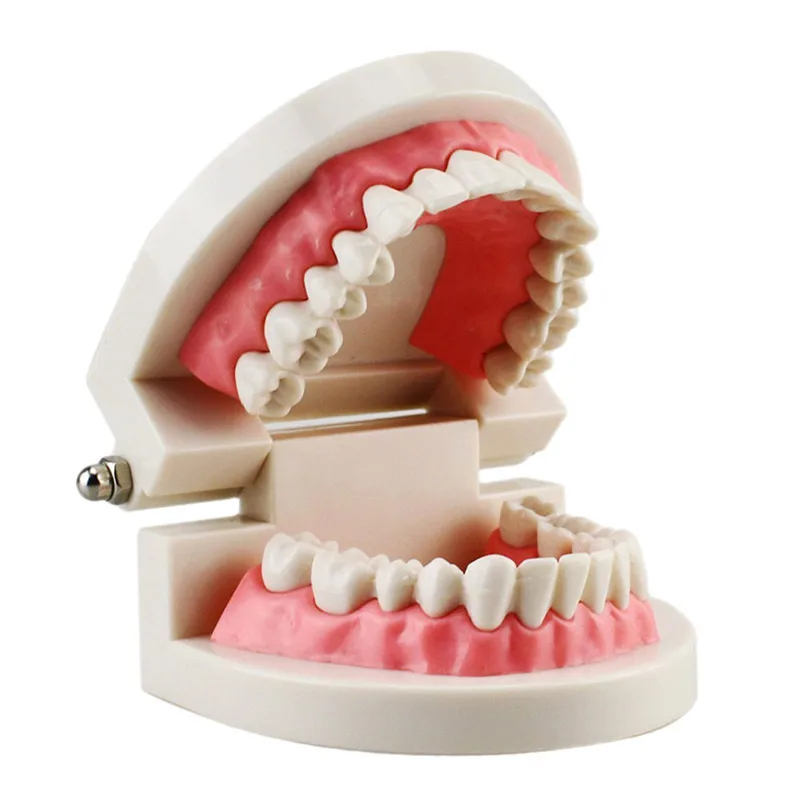

Dental Teaching Study Model Health Care Standard Adult Tooth Teeth Model Oral Cavity Structure Desktop Decoration Ornaments