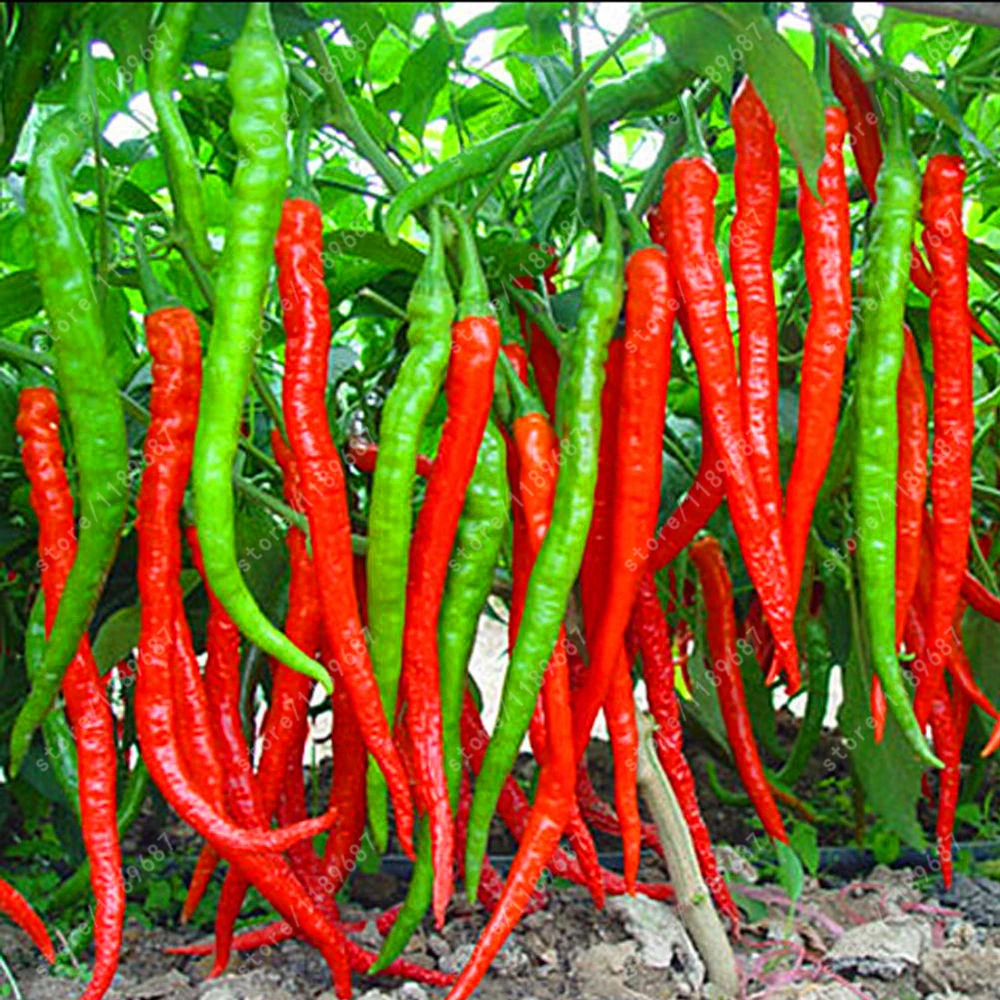 

200 pcs/bag Giant Spices Spicy Red Chili Hot Pepper Plants potted bonsai garden courtyard plant Non-GMO vegetable